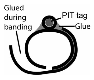 DEPLOYING BANDS:  To attach a band to a bird, simply wrap the band around the bird's tarsus making sure that the outer piece of tubing remains on the outside. Apply some glue to the free side of the inner band, and press the outer band against the inner such that the inner band is completely closed. Hold the band closed in this manner for about a minute, and you are done. The band should have enough tack to hold itself shut after one minute, but if possible, I recommend hanging onto the bird for at least three more minutes before letting it go. 