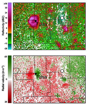 Purple Martins Emerge from roost sites as detected by NEXRAD radar.