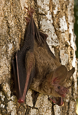 Bat hanging on a tree