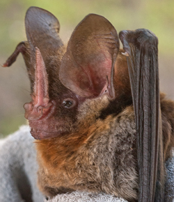 Bat held in a glove