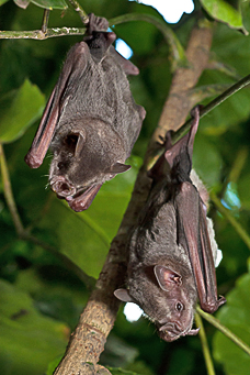 Two bats hanging in a tree