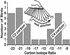 Carbon Isotope Ratio in adult painted buntings