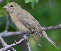 Female Painted Bunting