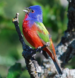 Male Painted Bunting (Passerina ciris) 