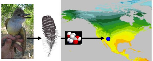 Feather Connections in Migratory Birds  Feather Connections in Migratory Birds