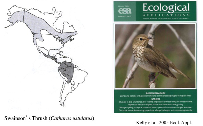 Isotope can also be integrated with genetic markers to increase the resolution of connectivity; as we did in Swainson’s thrushes 